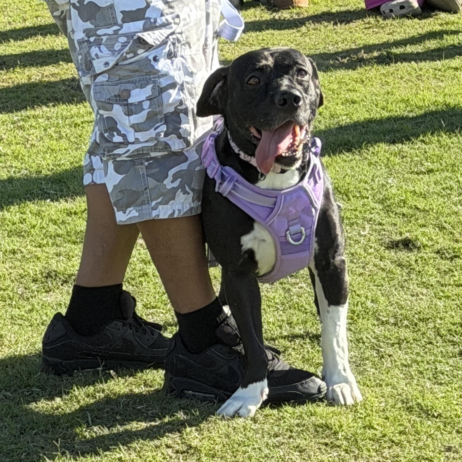 Enlarge Bailey, a ADOPTABLE Mixed Breed in LEHIGH ACRES, FL image 6/6
