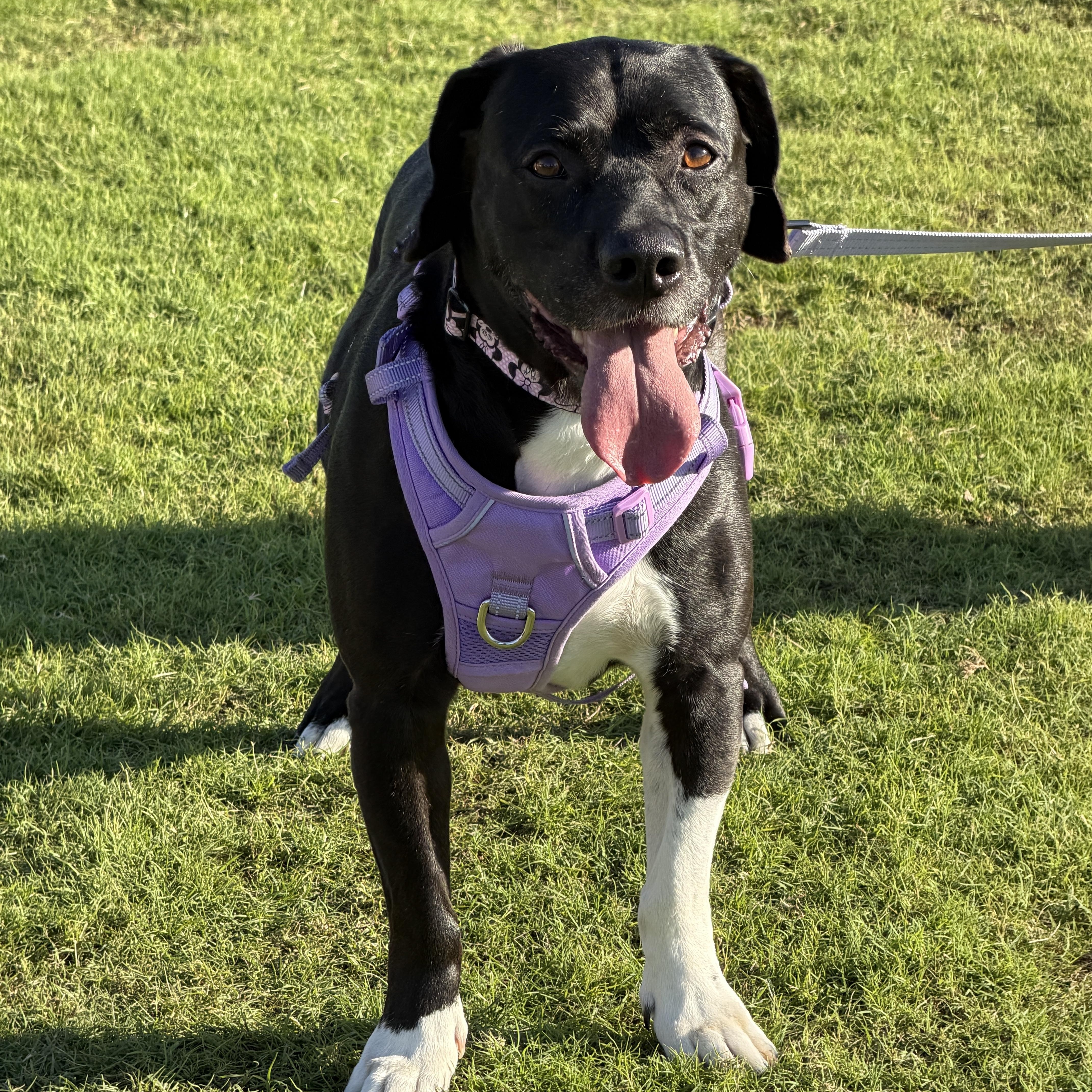 Enlarge Bailey, a ADOPTABLE Mixed Breed in LEHIGH ACRES, FL image 5/6