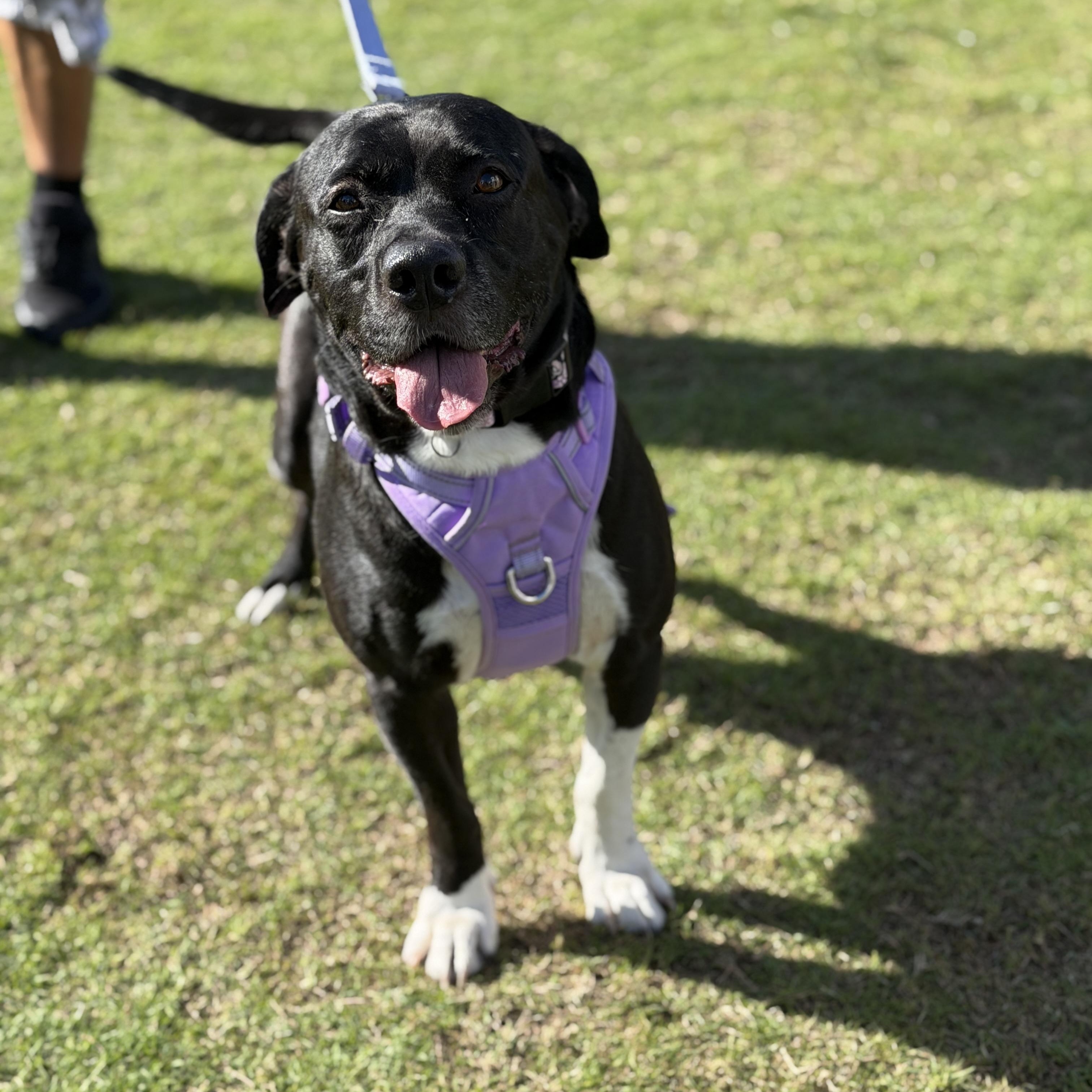 Enlarge Bailey, a ADOPTABLE Mixed Breed in LEHIGH ACRES, FL image 2/6
