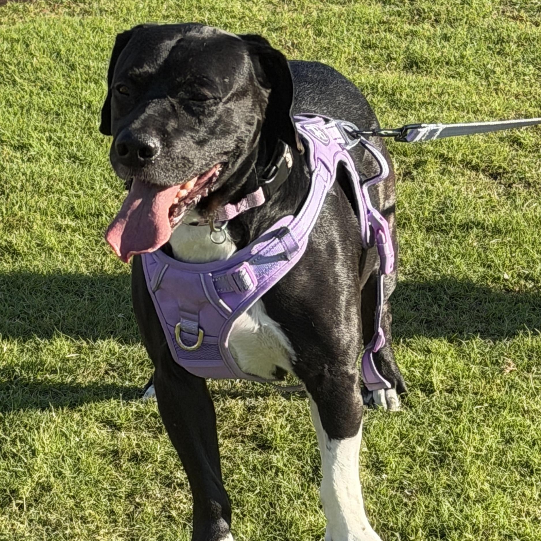 Enlarge Bailey, a ADOPTABLE Mixed Breed in LEHIGH ACRES, FL image 3/6
