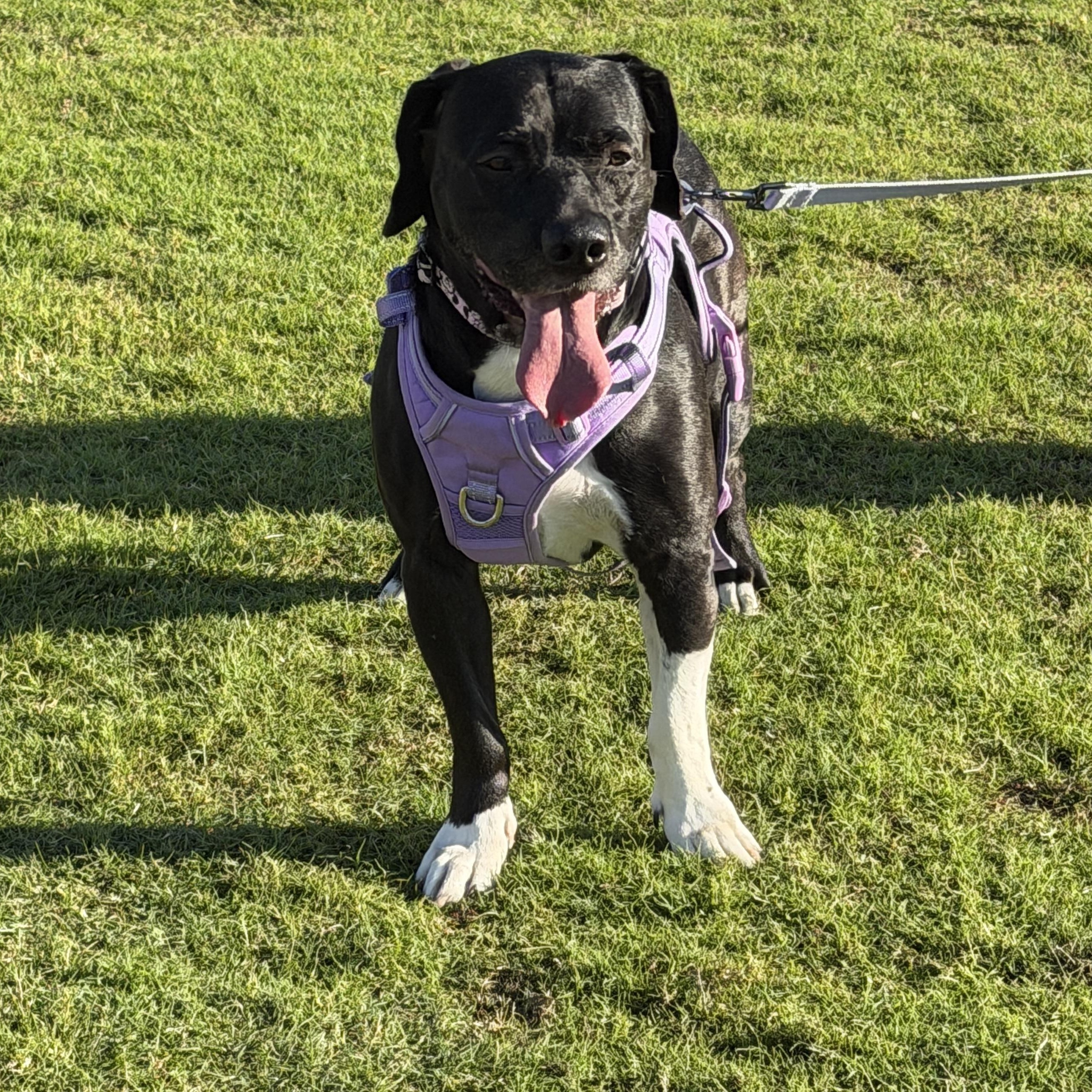 Enlarge Bailey, a ADOPTABLE Mixed Breed in LEHIGH ACRES, FL image 4/6