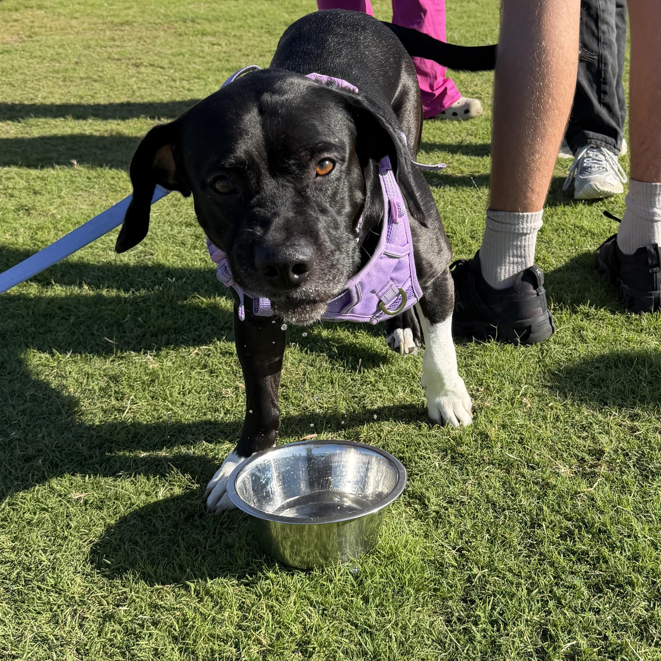 Bailey, ADOPTABLE, Senior Female Mixed Breed.