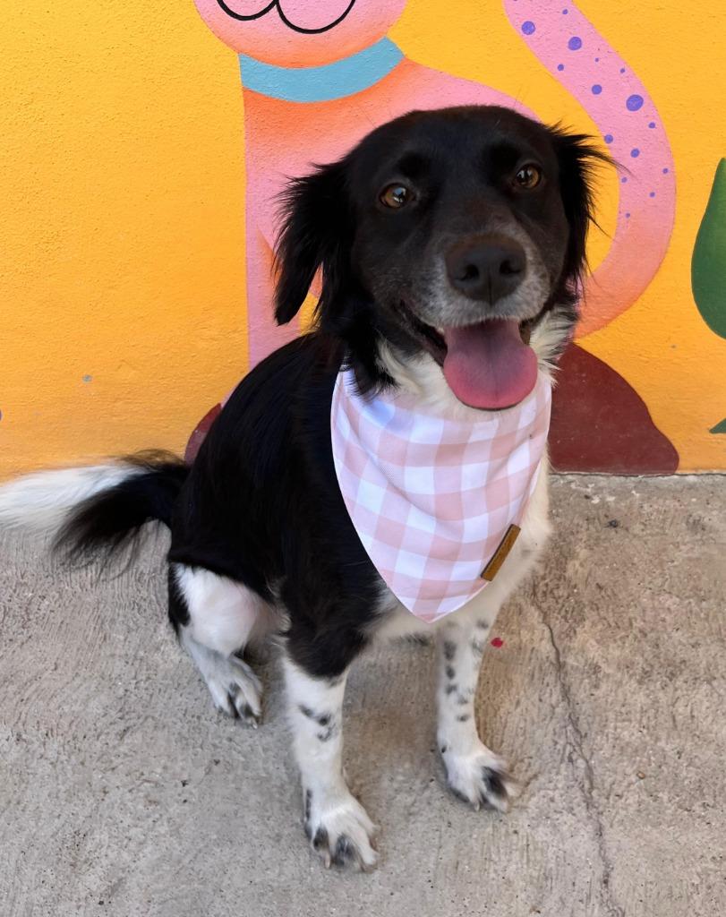 Enlarge Rita, an adopted mixed breed in Corral del Risco, NAY image 5/5
