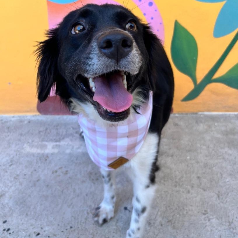 Rita, adopted, Young Female Border Collie & Chihuahua.