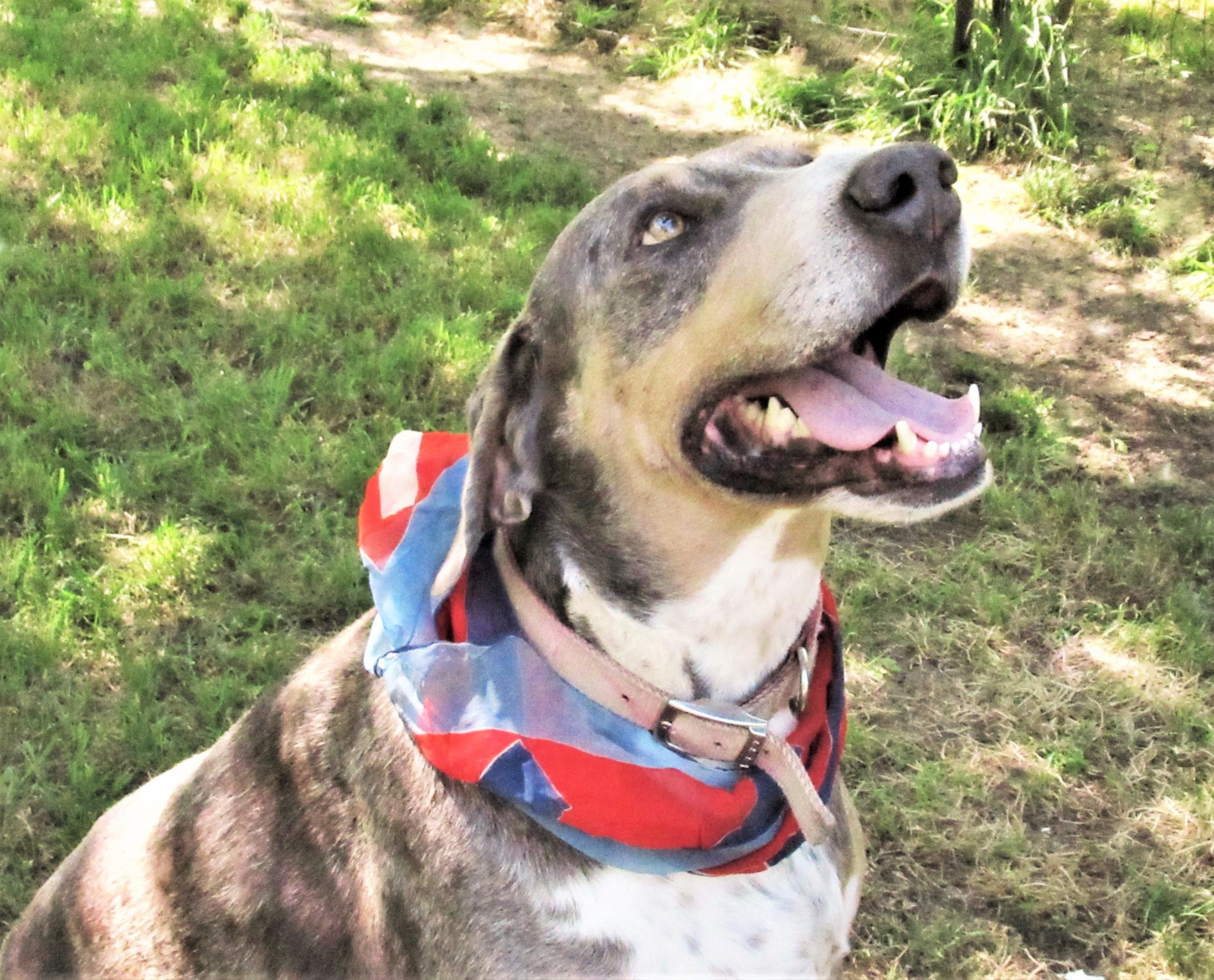 Duke, a Adoptable mixed breed image 2/12