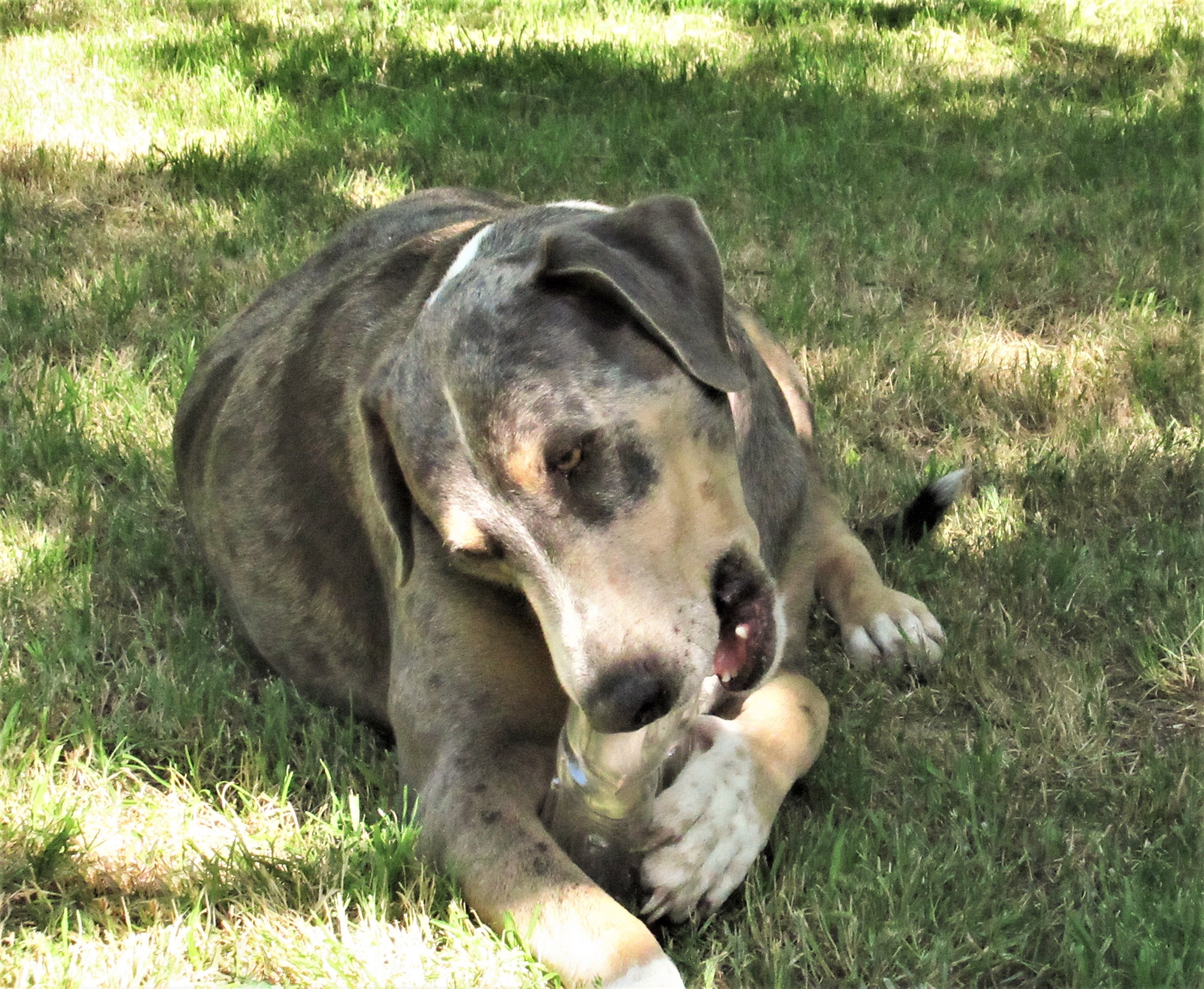 Duke photo 4