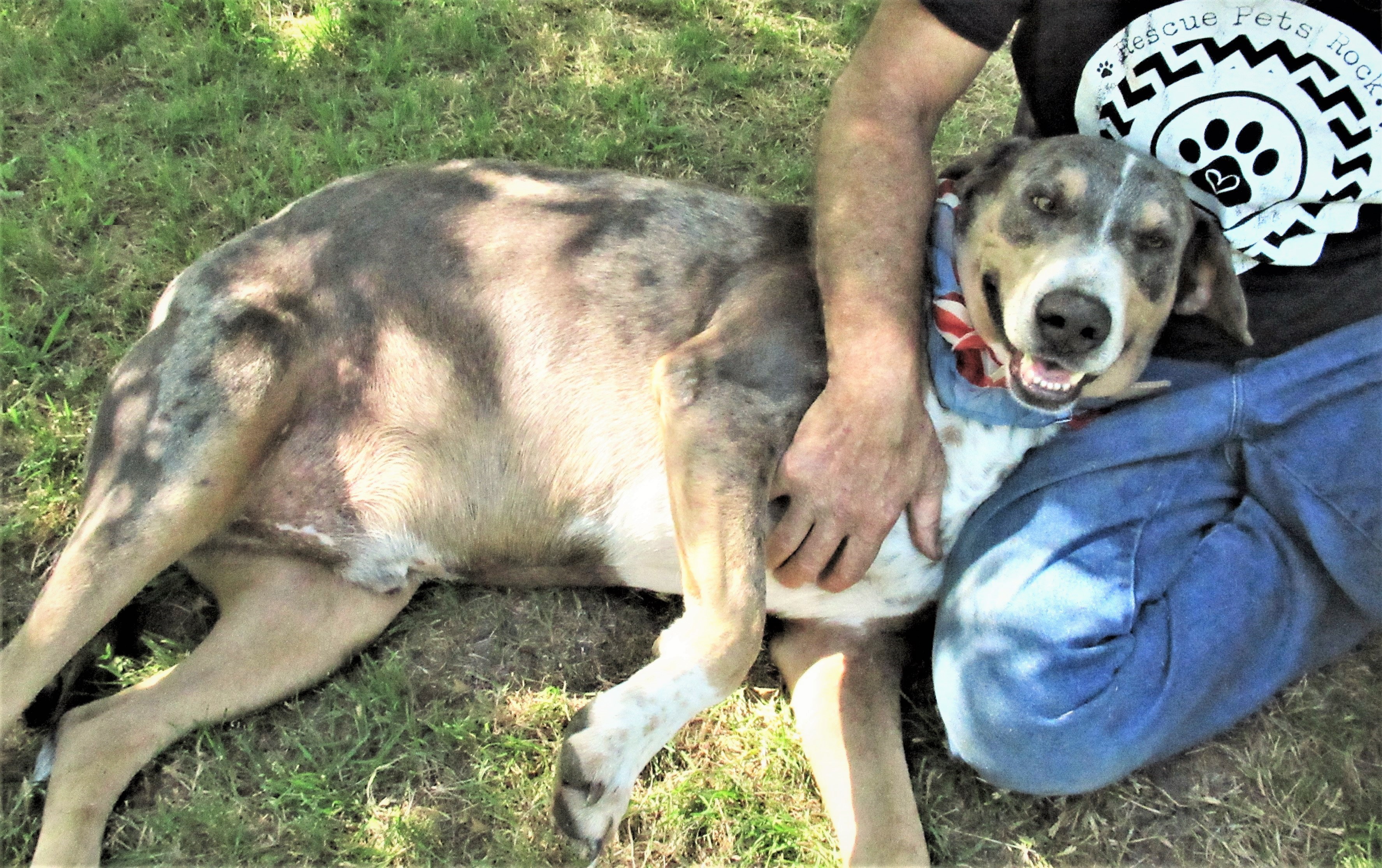 Duke, a Adoptable mixed breed image 4/12