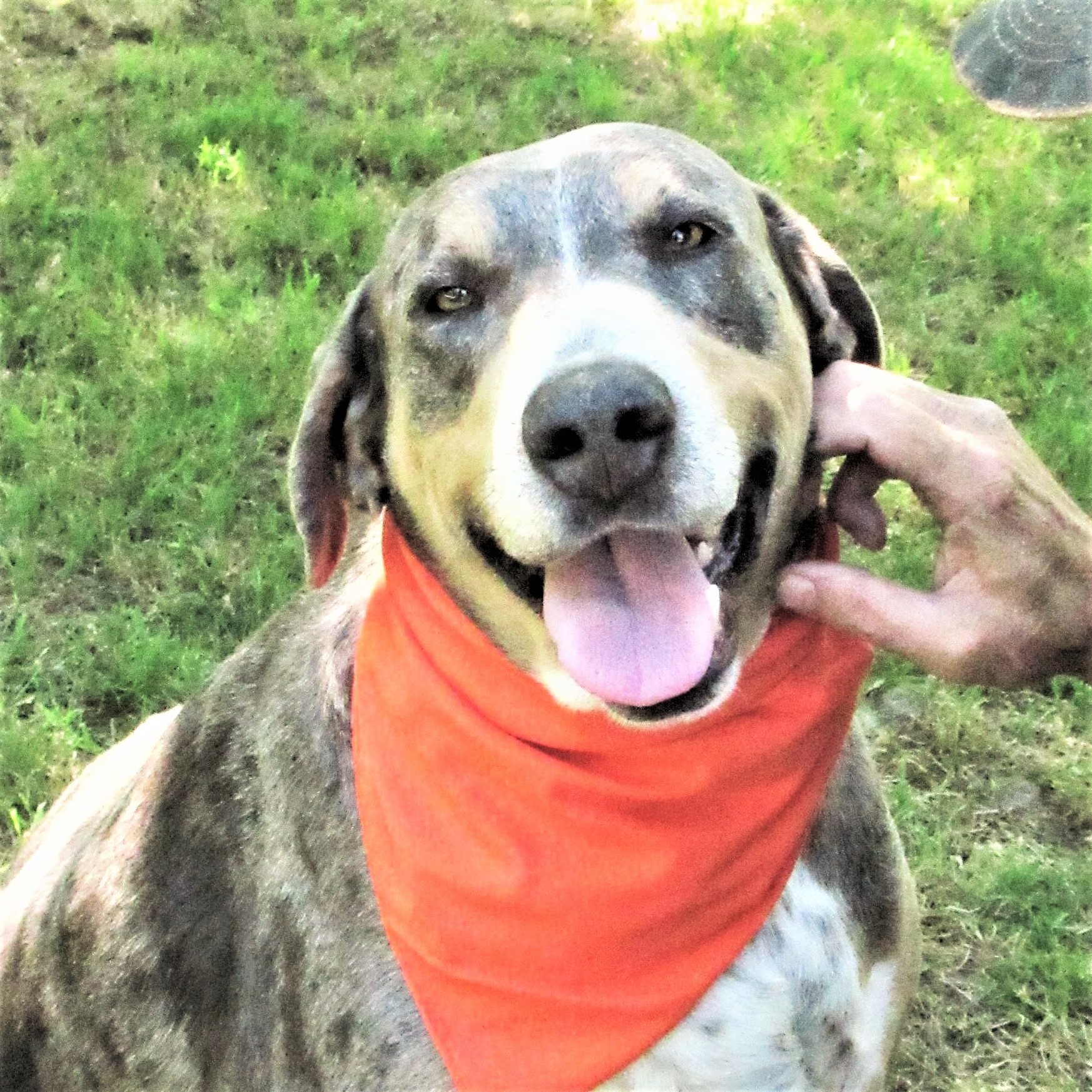 Duke, a Adoptable mixed breed image 5/12