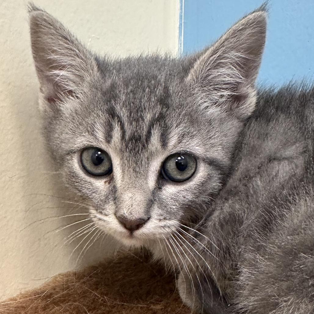 Dumpling, Adoptable, Kitten Female Domestic Short Hair.