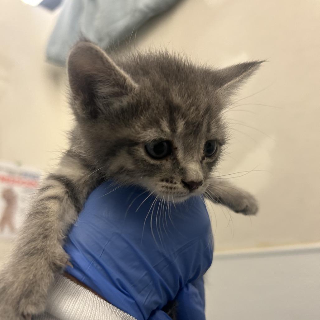 Dumpling, a Adoptable Domestic Short Hair in Park City, UT image 2/3