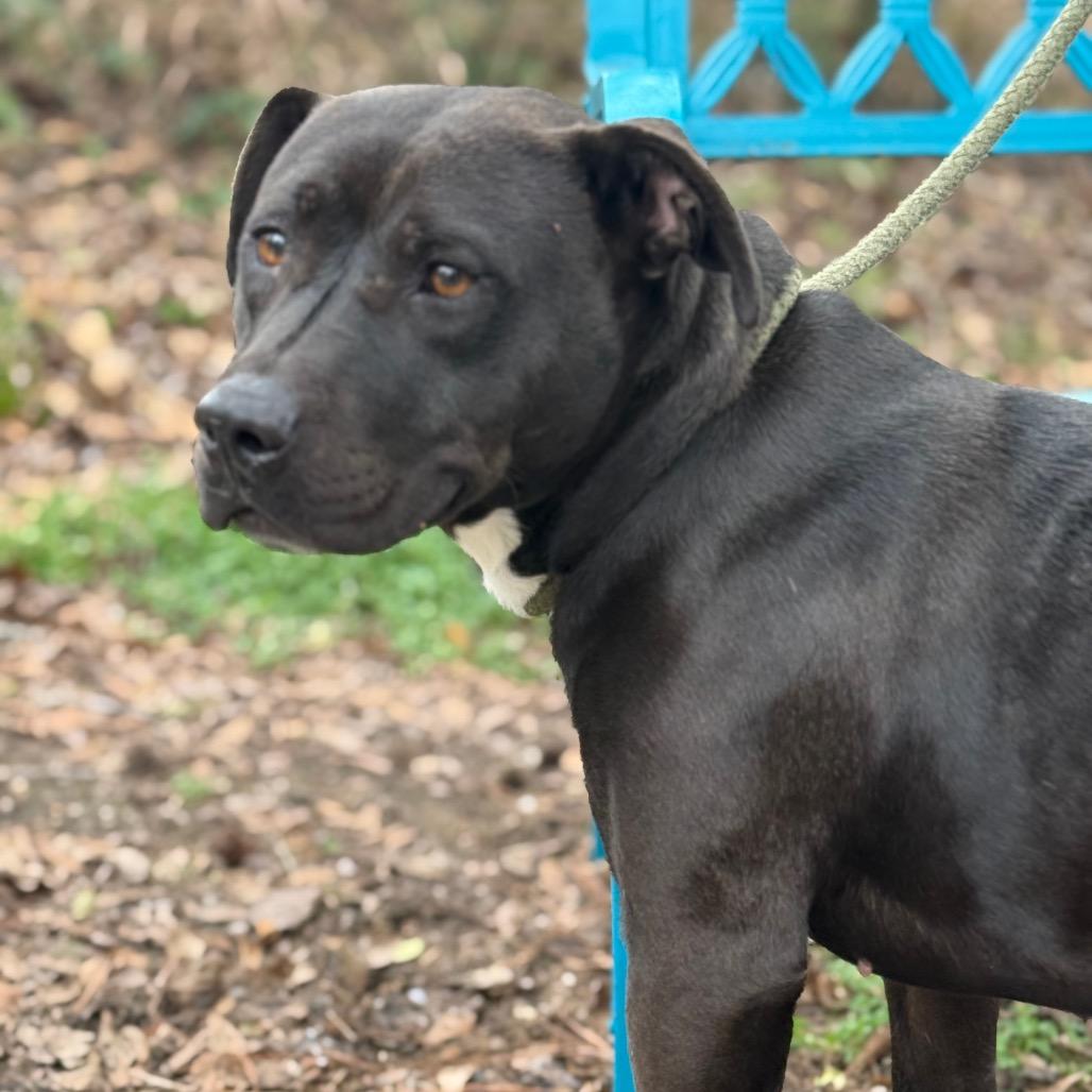 Yams, Adoptable, Adult Female Mixed Breed & Mixed Breed.