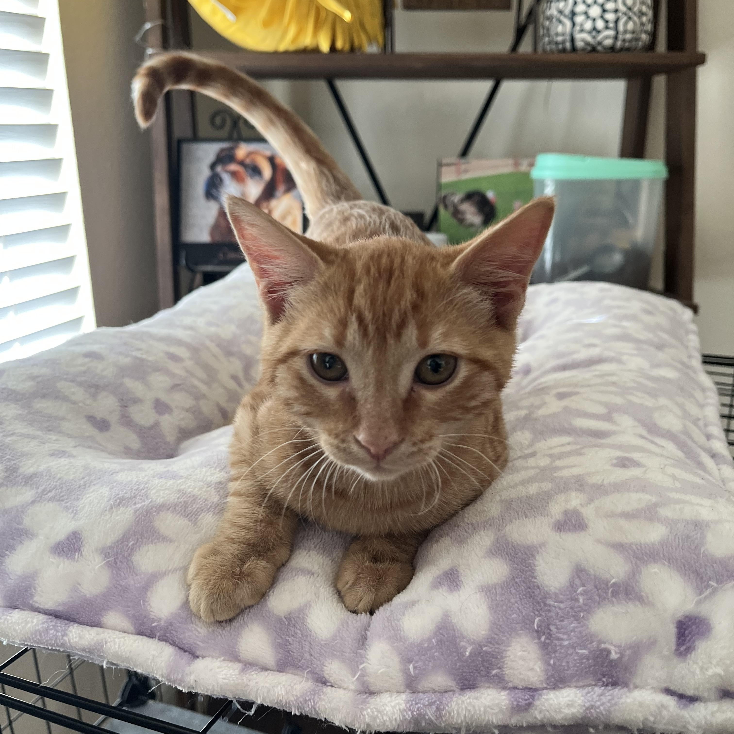 Cheddar, Adopted, Kitten Male Domestic Short Hair.
