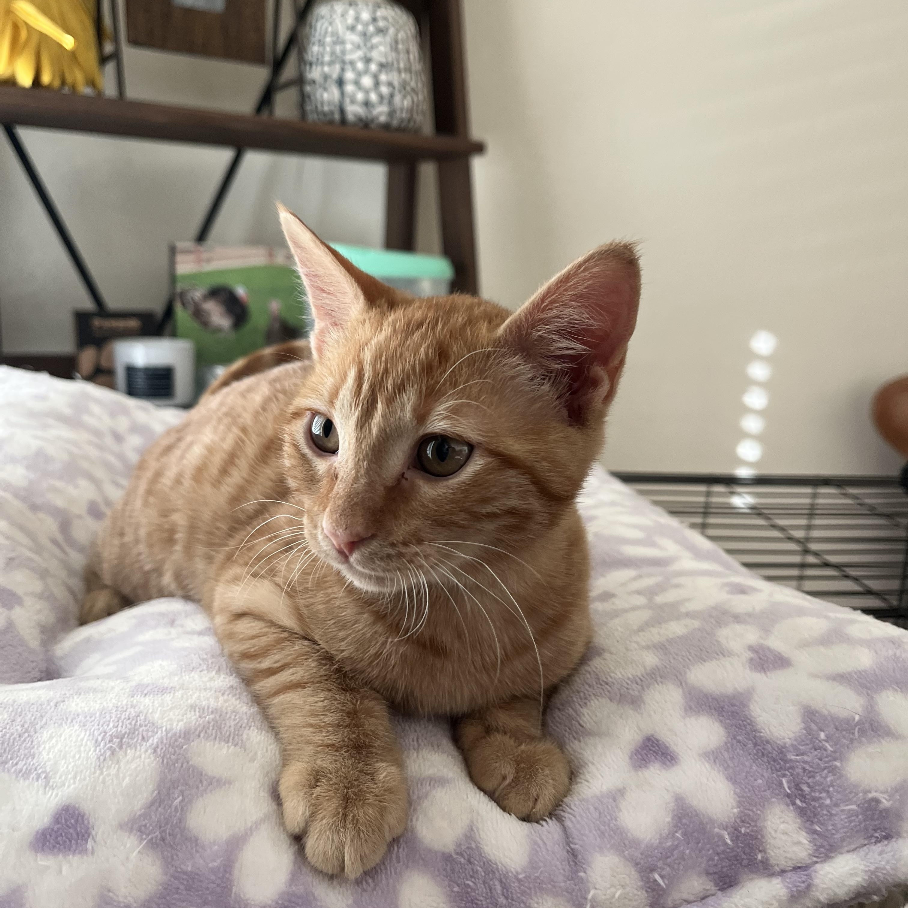 Cheddar, a Adopted Domestic Short Hair in Fresno, CA image 2/5