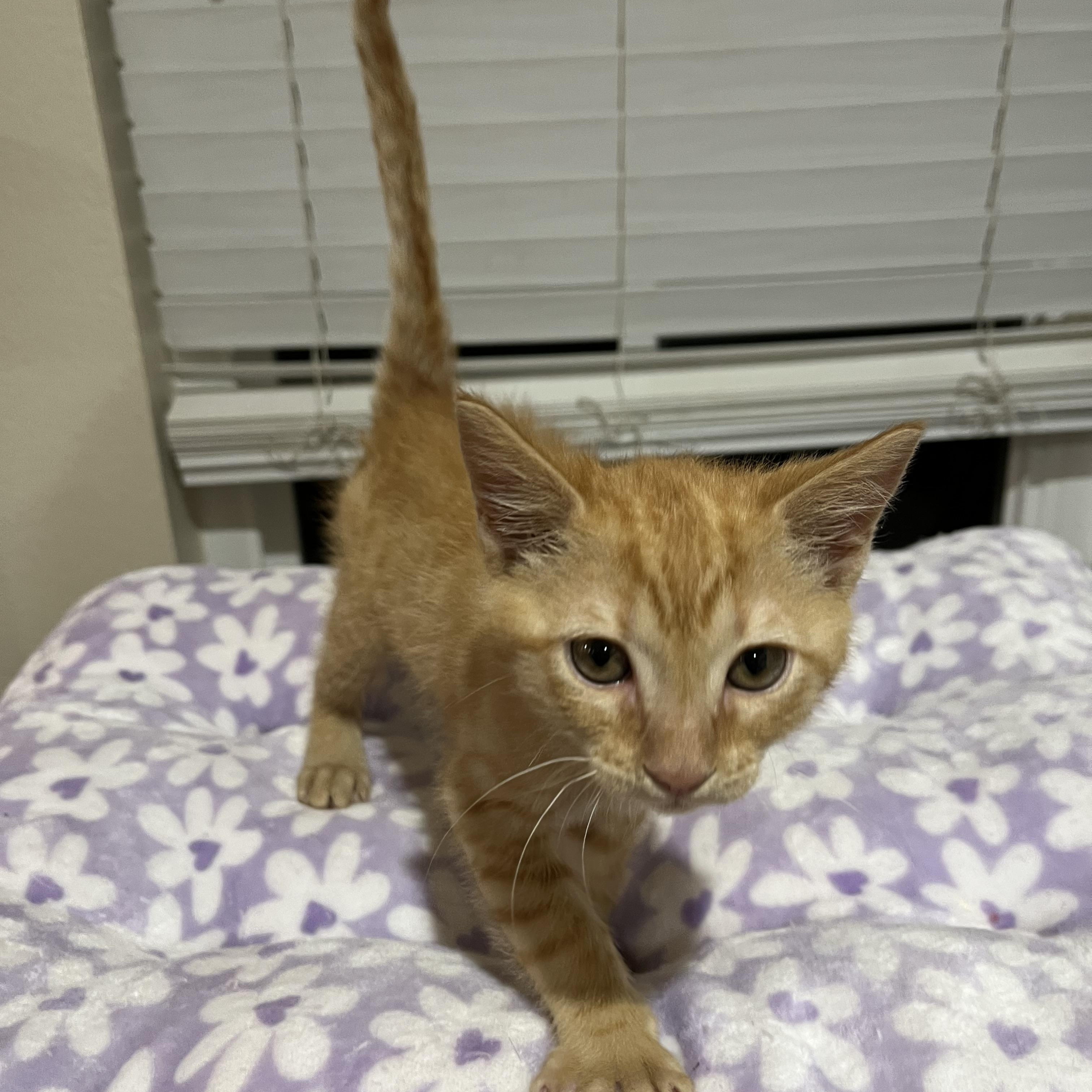 Cheddar, a Adopted Domestic Short Hair in Fresno, CA image 5/5