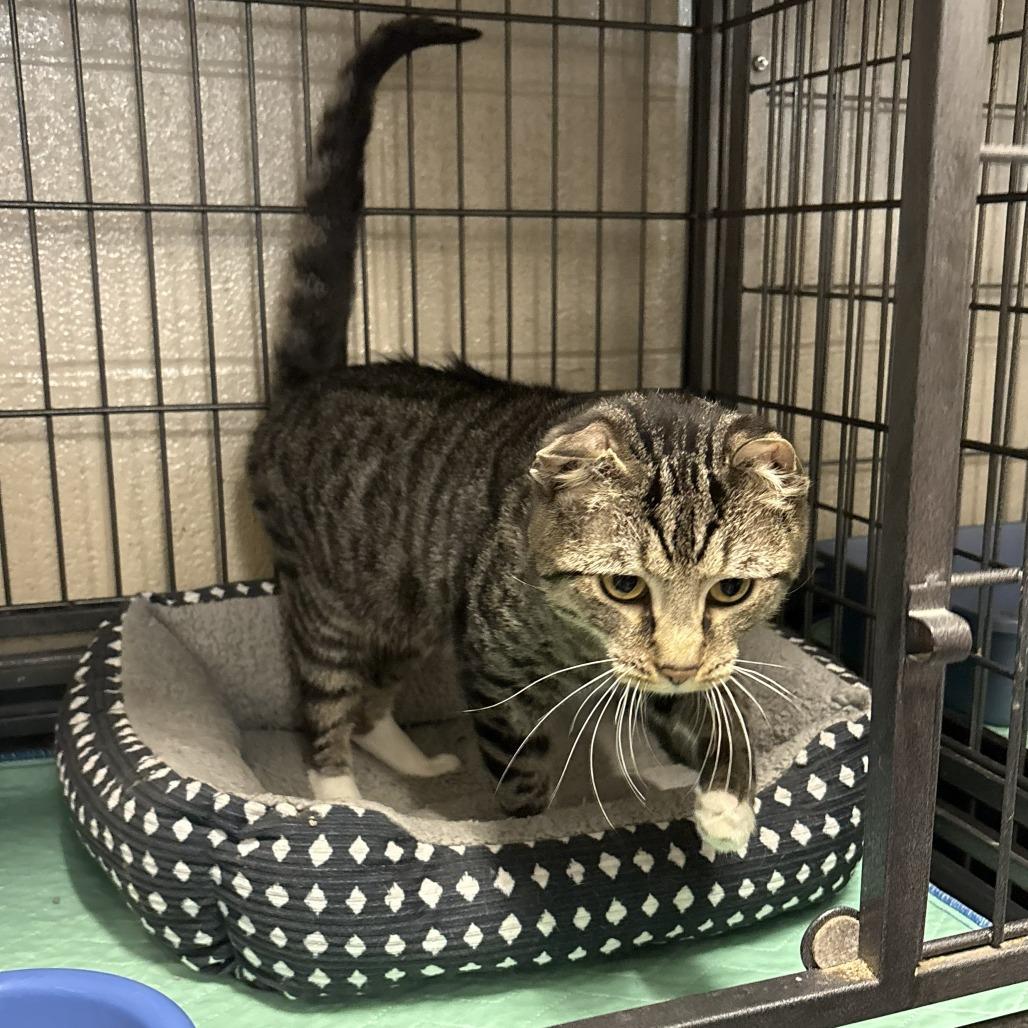 Dragon Fruit, Adoptable, Adult Male Scottish Fold & Domestic Short Hair.