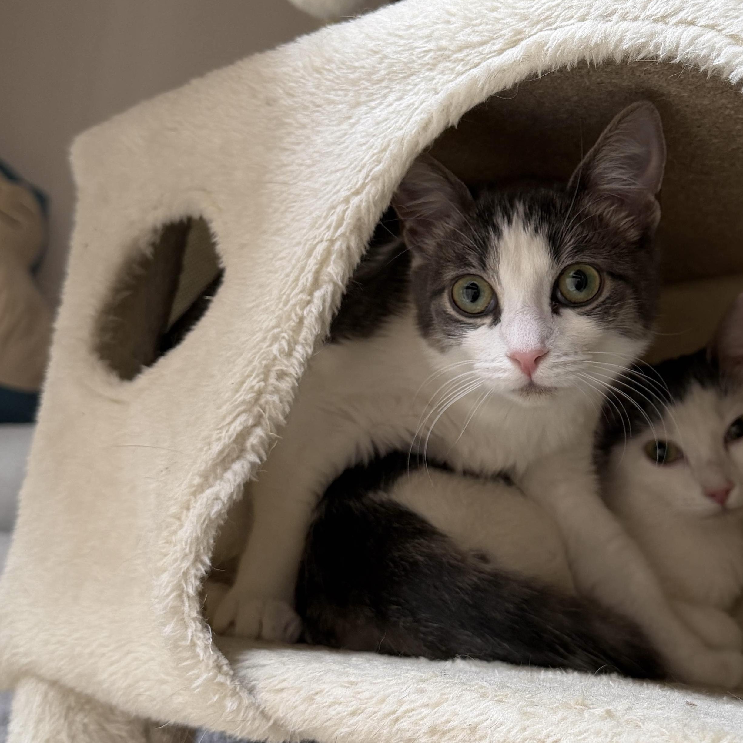 Enlarge Cara, a ADOPTABLE Domestic Short Hair in Weehawken, NJ image 1/6