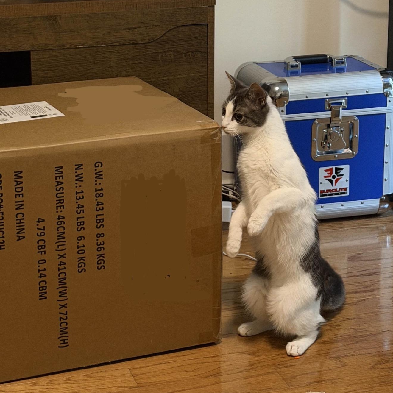 Enlarge Cara, a ADOPTABLE Domestic Short Hair in Weehawken, NJ image 5/6