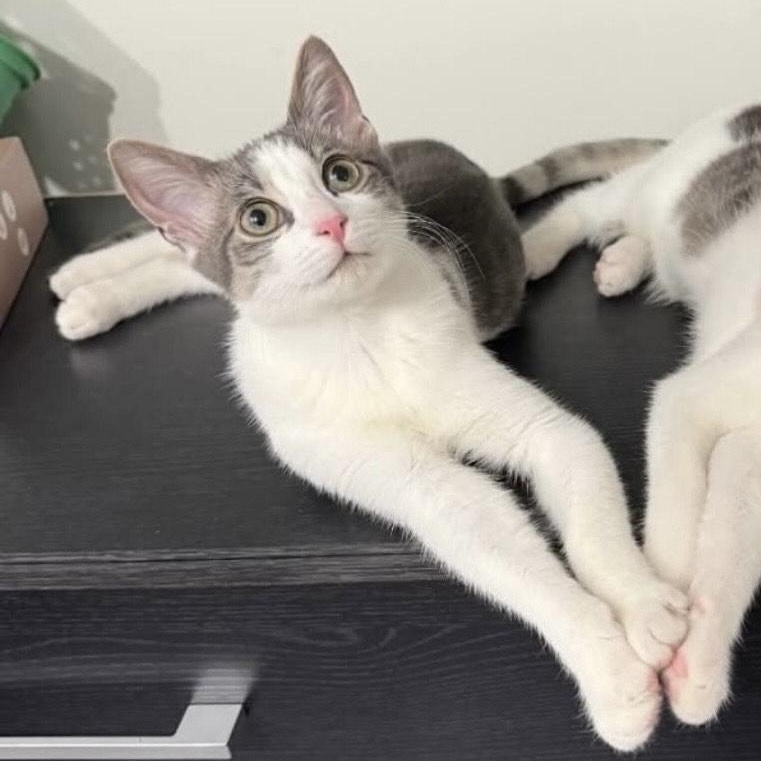 Cara, ADOPTABLE, Kitten Female Domestic Short Hair.