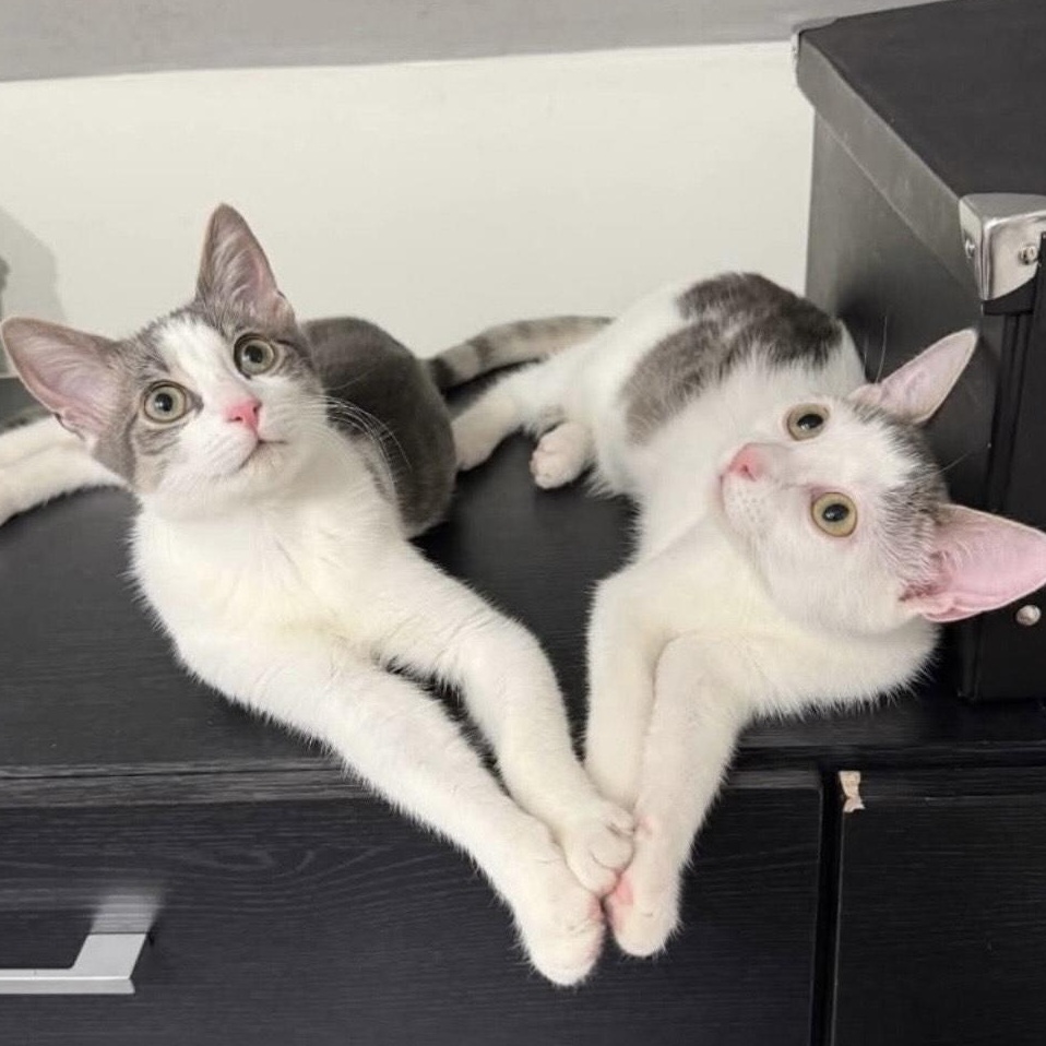 Enlarge Cara, a ADOPTABLE Domestic Short Hair in Weehawken, NJ image 2/6