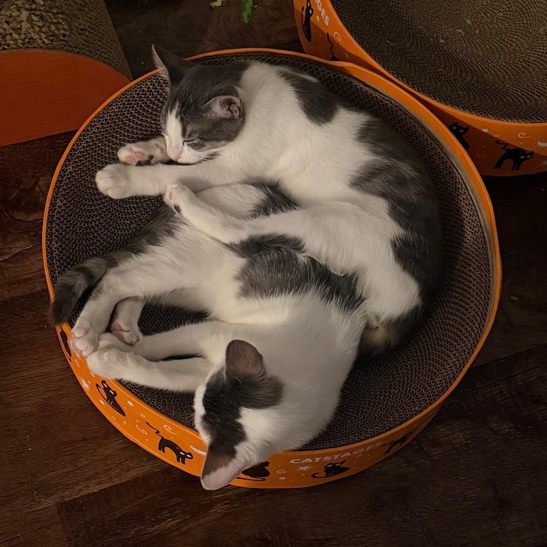 Enlarge Cara, a ADOPTABLE Domestic Short Hair in Weehawken, NJ image 4/6