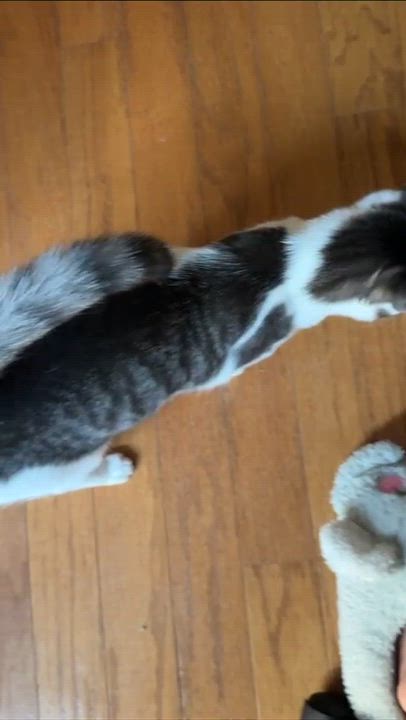 Enlarge Cara, a ADOPTABLE Domestic Short Hair in Weehawken, NJ video 6/6