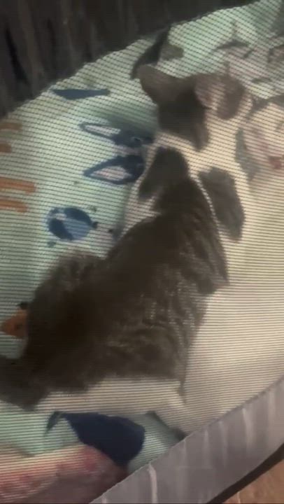 Enlarge Cara, a ADOPTABLE Domestic Short Hair in Weehawken, NJ video 3/6