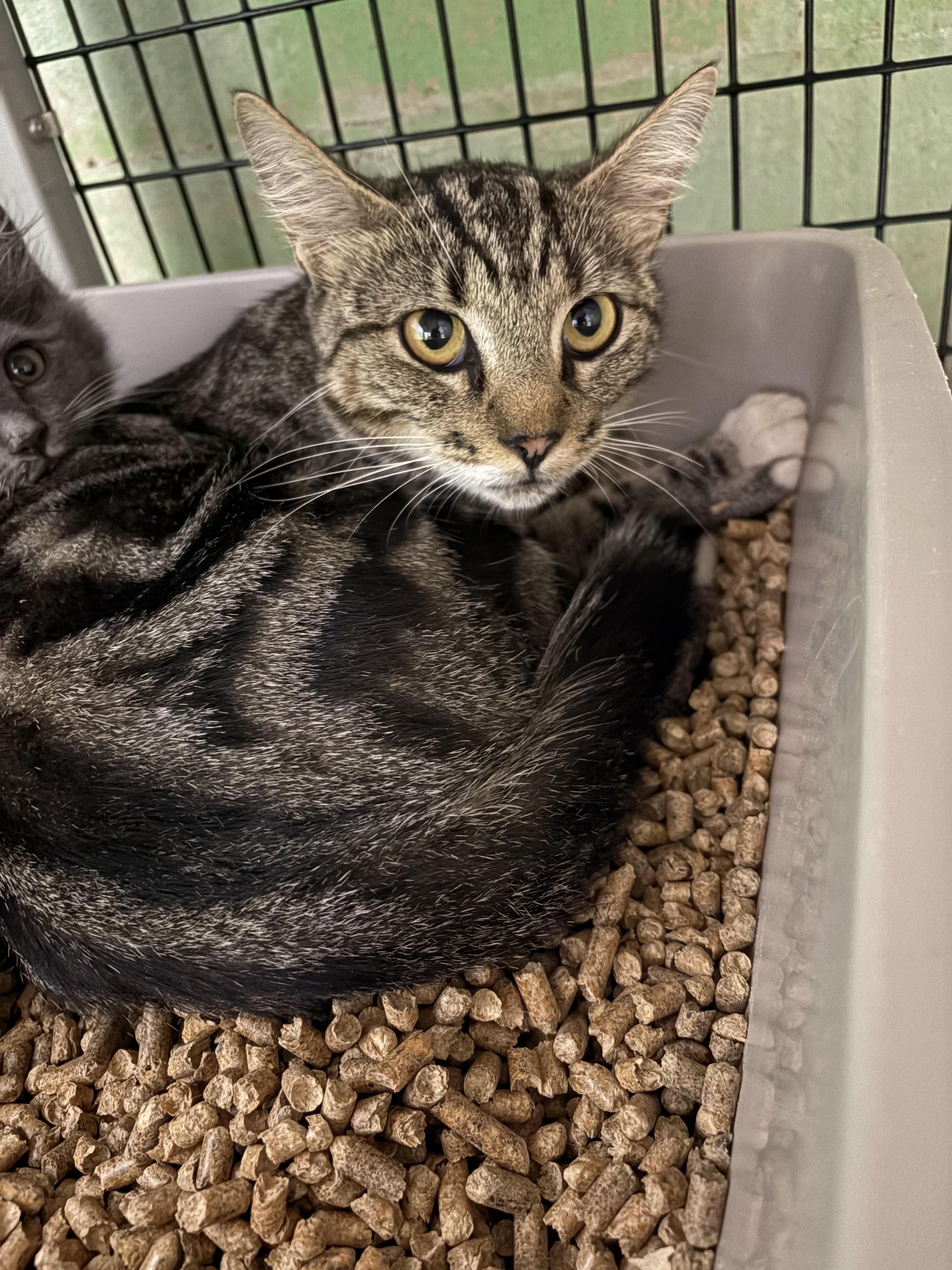 Enlarge Ally, a ADOPTABLE Domestic Short Hair in Monticello, GA image 1/1