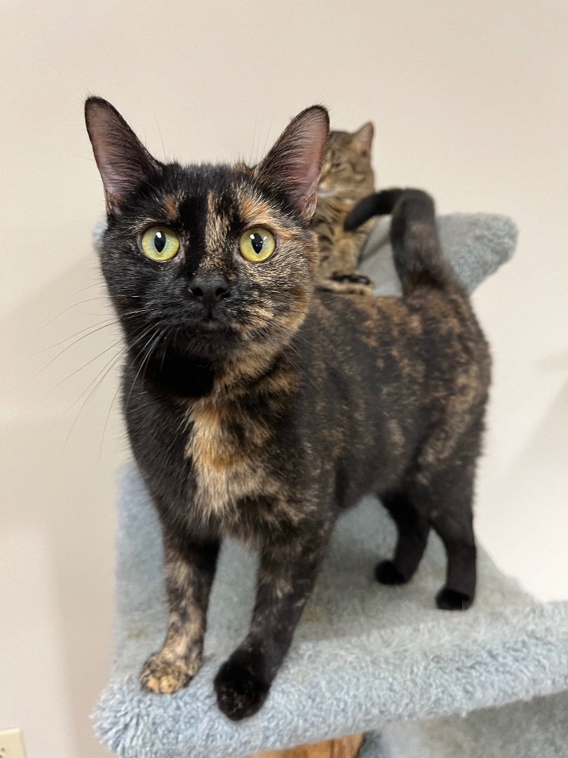 Khloe, Adoptable, Adult Female Domestic Short Hair.