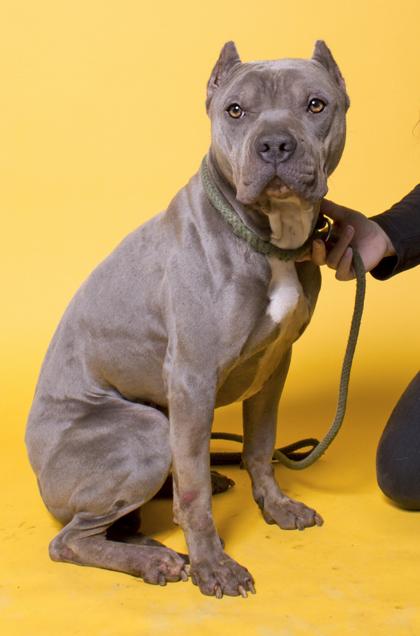 Enlarge Brutus, a Adoptable mixed breed in Santa Paula, CA image 1/3