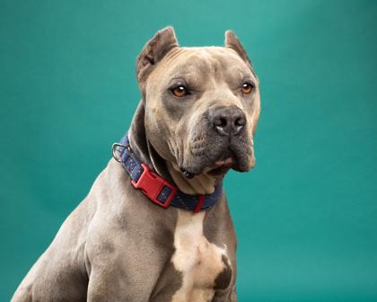 Brutus, Adoptable, Adult Male Pit Bull Terrier & Mixed Breed.