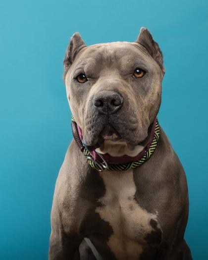 Enlarge Brutus, a Adoptable mixed breed in Santa Paula, CA image 3/3