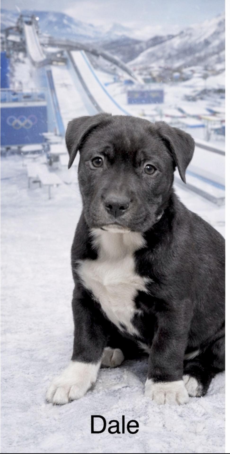 Enlarge Dale Earnhardt, a Adoptable mixed breed in Millington, MD image 1/6