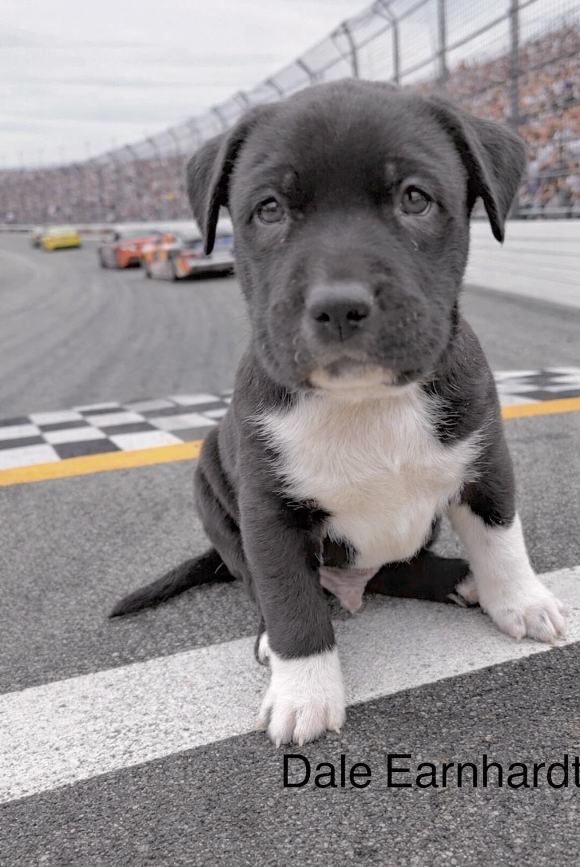 Enlarge Dale Earnhardt, a Adoptable mixed breed in Millington, MD image 4/6