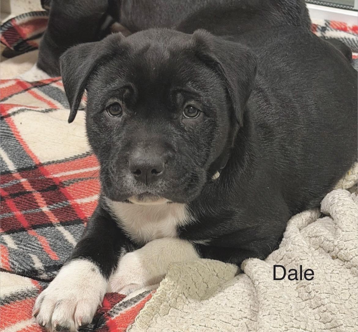 Enlarge Dale Earnhardt, a Adoptable mixed breed in Millington, MD image 2/6