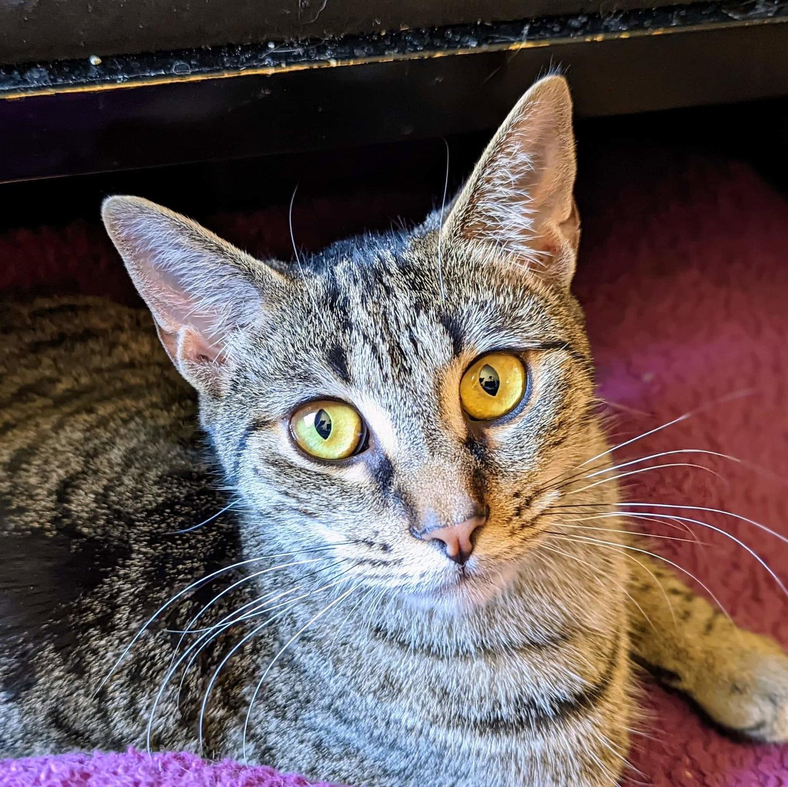 Sparrow E, Adoptable, Young Female Domestic Short Hair.