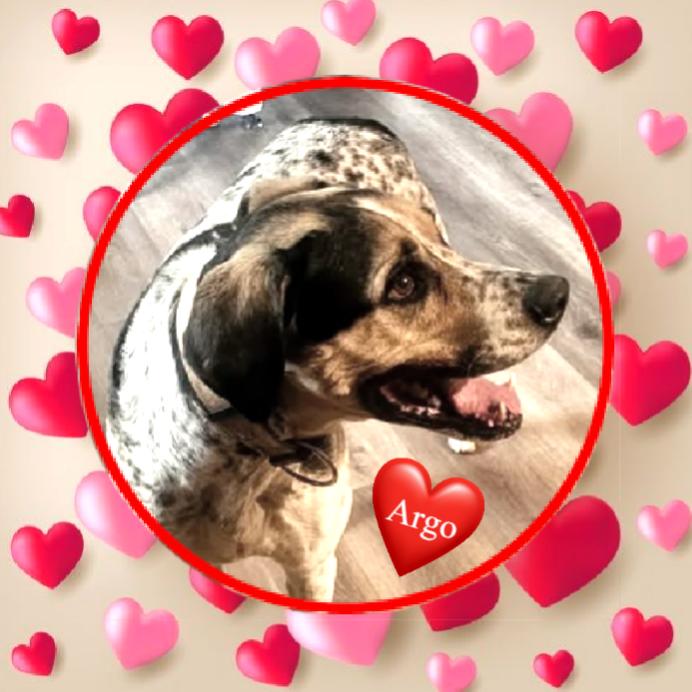 Argo, ADOPTABLE, Senior Male Hound.