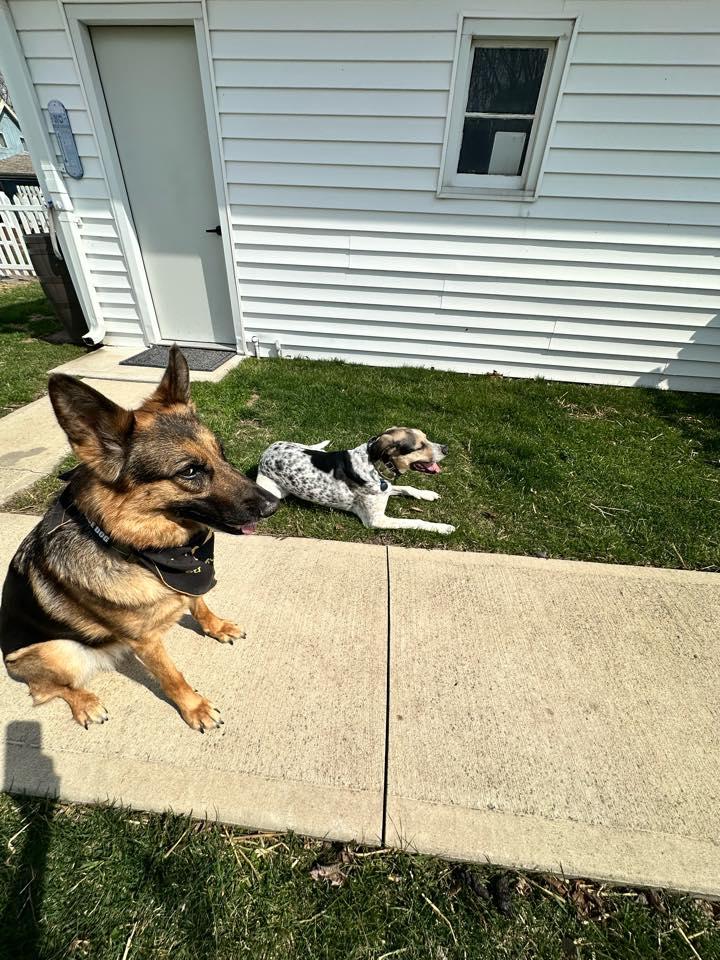 Enlarge Argo, a ADOPTABLE Hound in Monticello, IN image 2/5