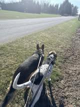 Enlarge Argo, a ADOPTABLE Hound in Monticello, IN image 3/5