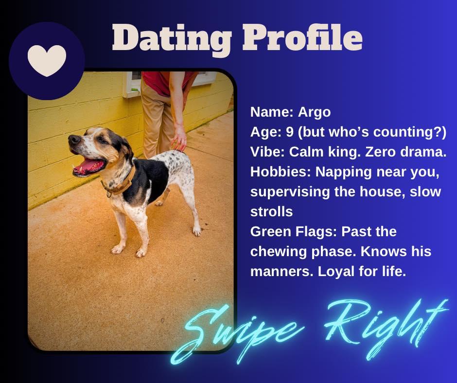 Argo, ADOPTABLE, Senior Male Hound.