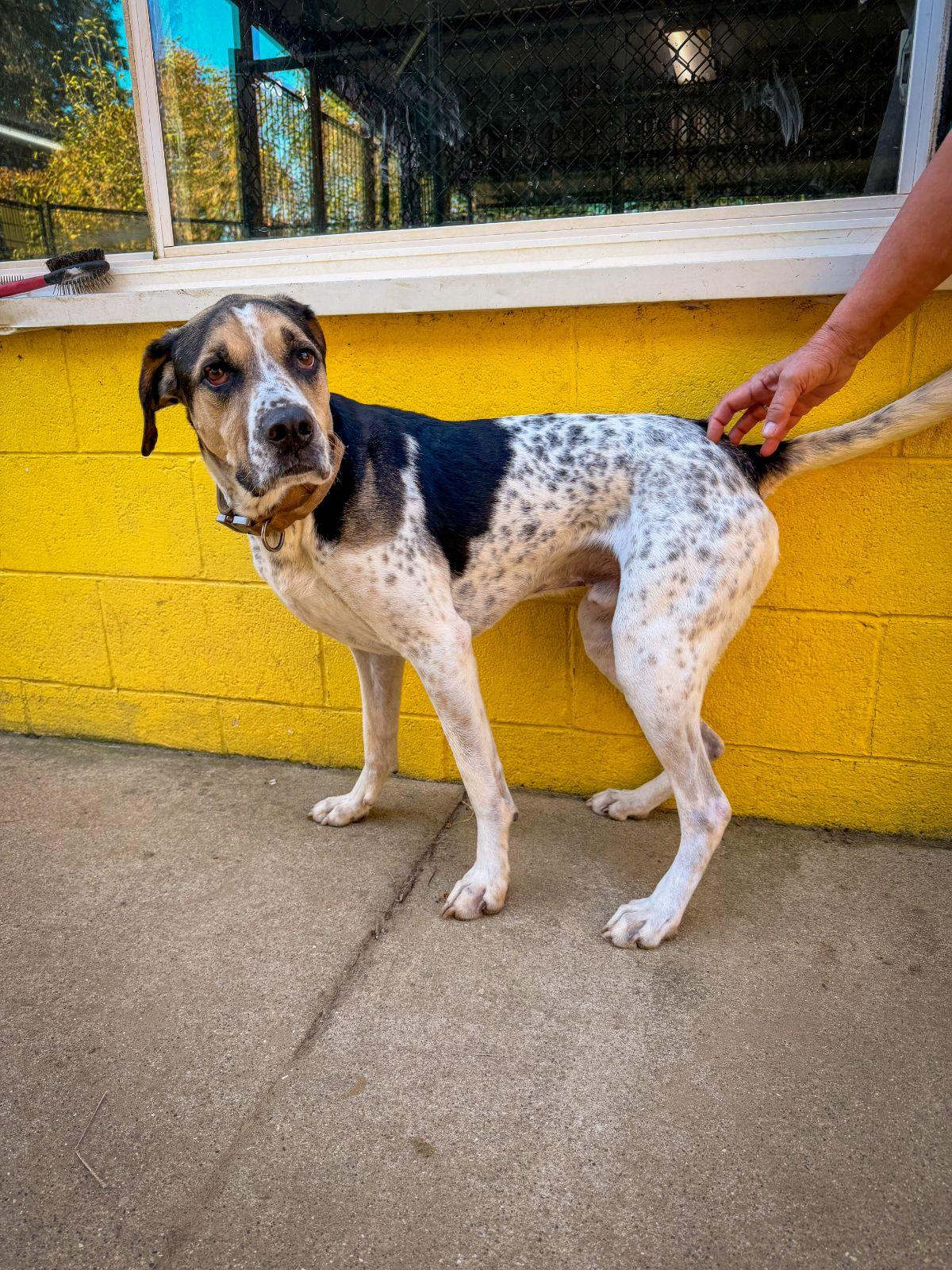 Enlarge Argo, a ADOPTABLE Hound in Monticello, IN image 3/3
