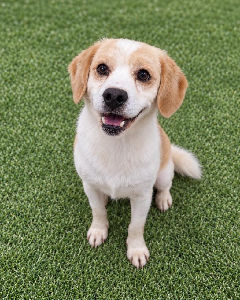 Enlarge MATT, a Adopted mixed breed in Duluth, GA image 1/6