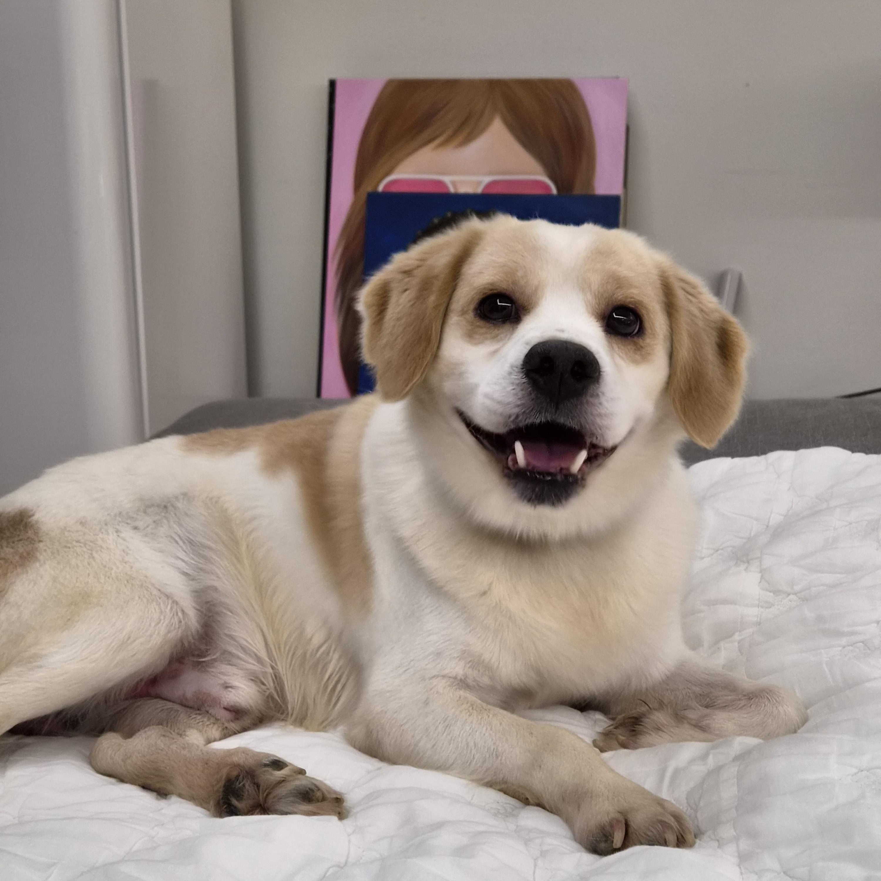 Enlarge MATT, a Adopted mixed breed in Duluth, GA image 4/6