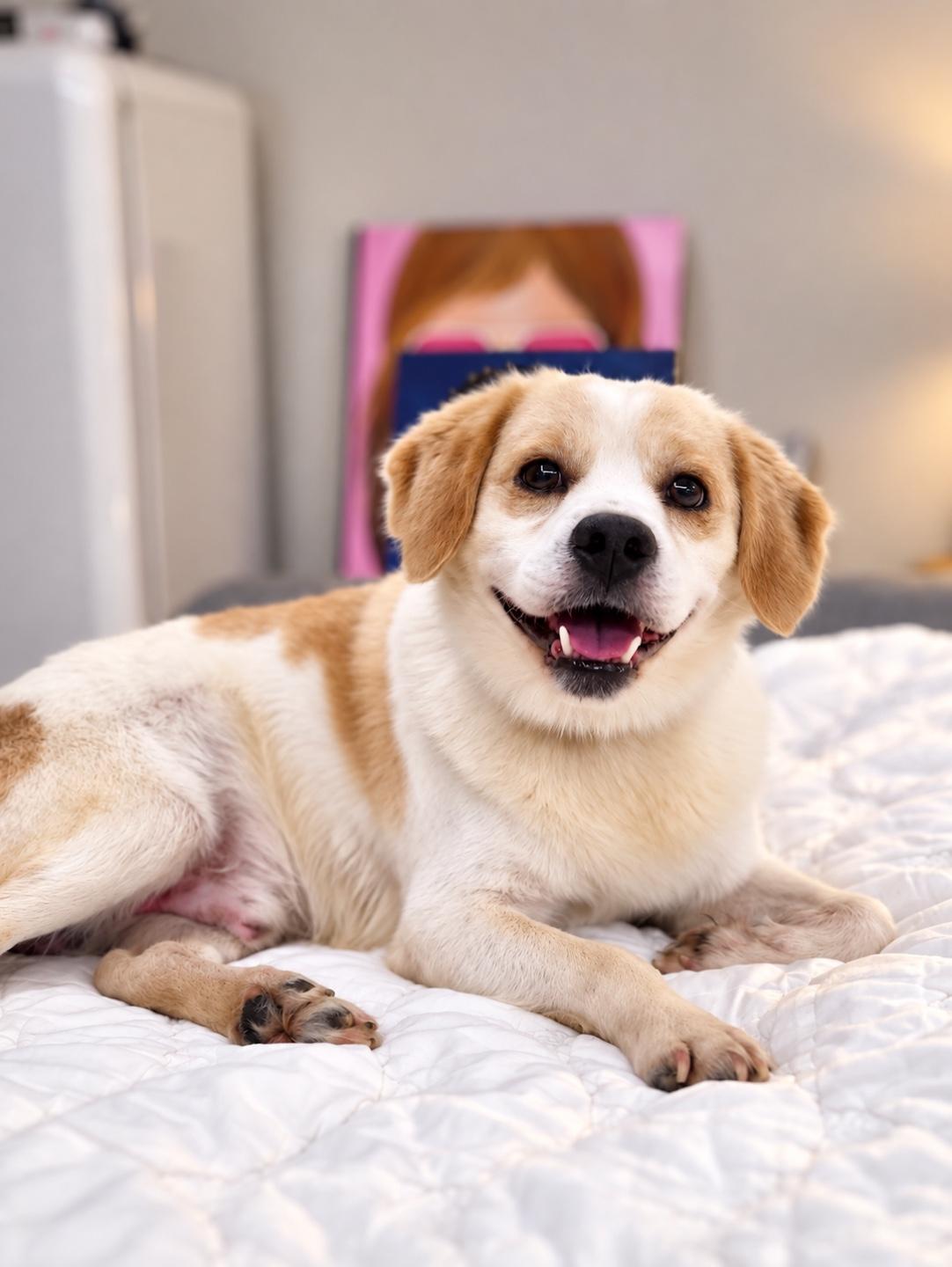 Enlarge MATT, a Adopted mixed breed in Duluth, GA image 3/6