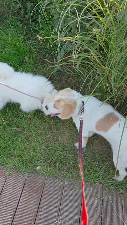 Enlarge MATT, a Adopted mixed breed in Duluth, GA video 5/6