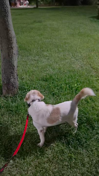 Enlarge MATT, a Adopted mixed breed in Duluth, GA video 6/6