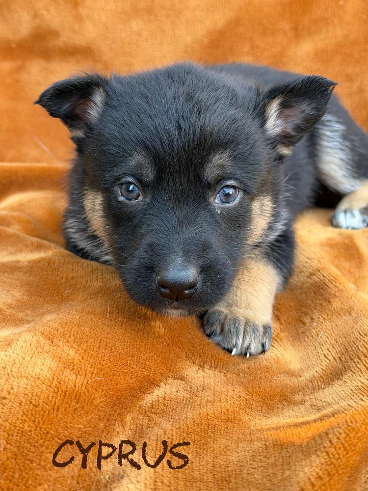 Cyprus, Adoptable, Puppy Male German Shepherd Dog.