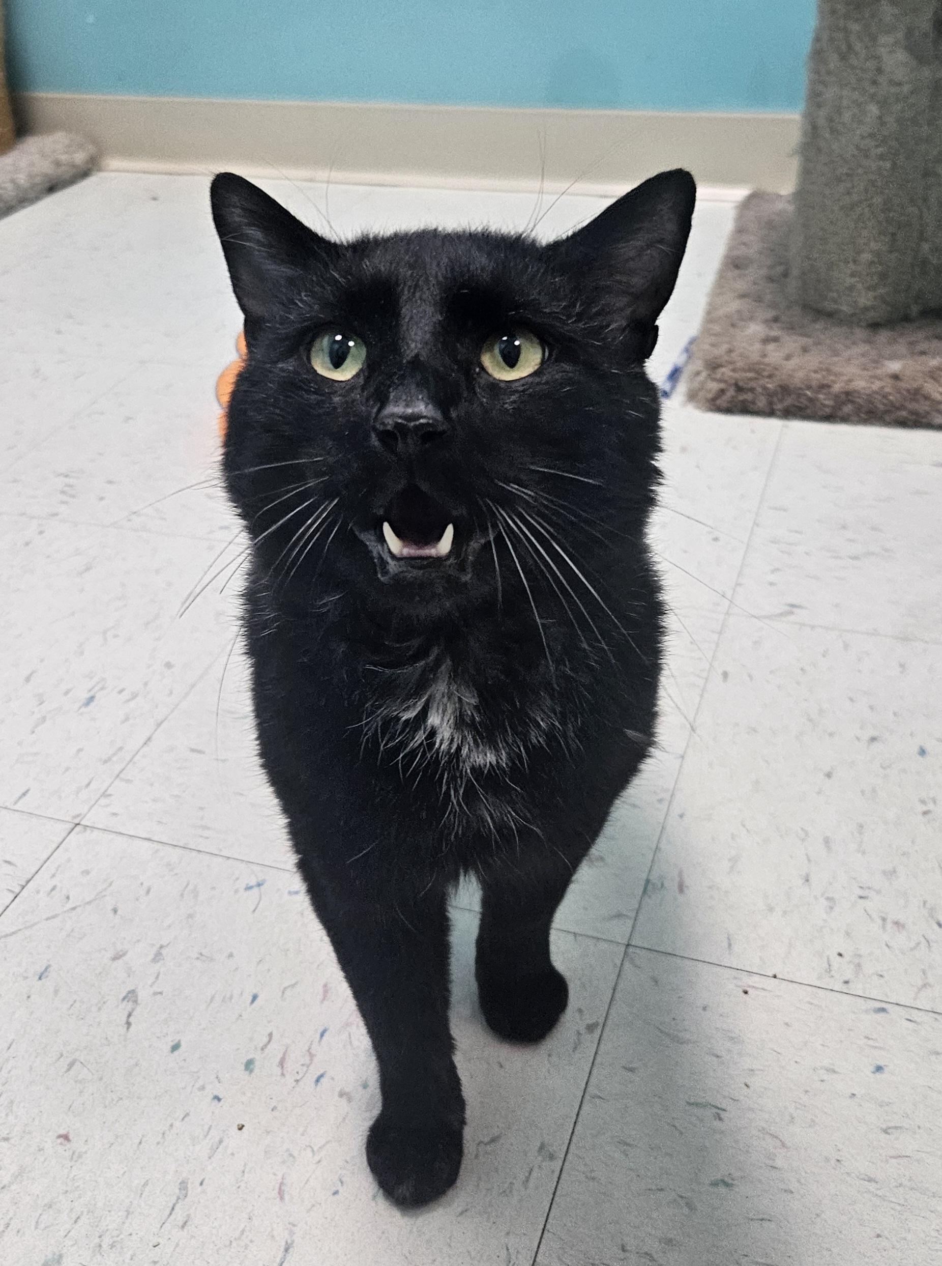 Big Handsome, ADOPTABLE, Senior Male Domestic Short Hair.