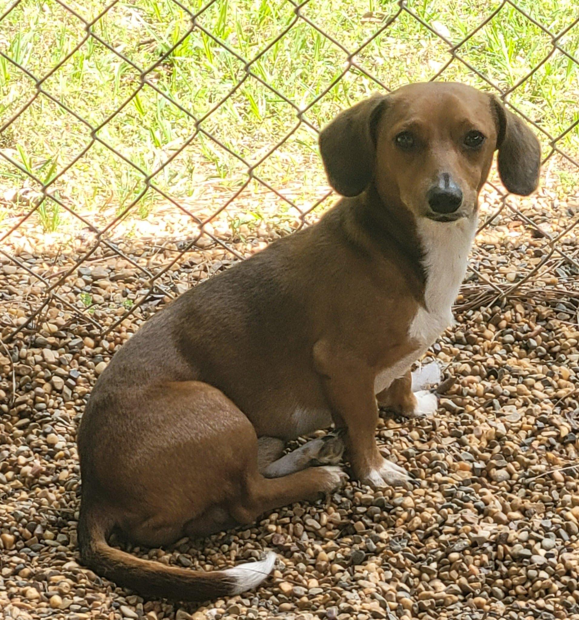 Enlarge Maverick, a ADOPTABLE Chiweenie in Marshall, TX image 1/1