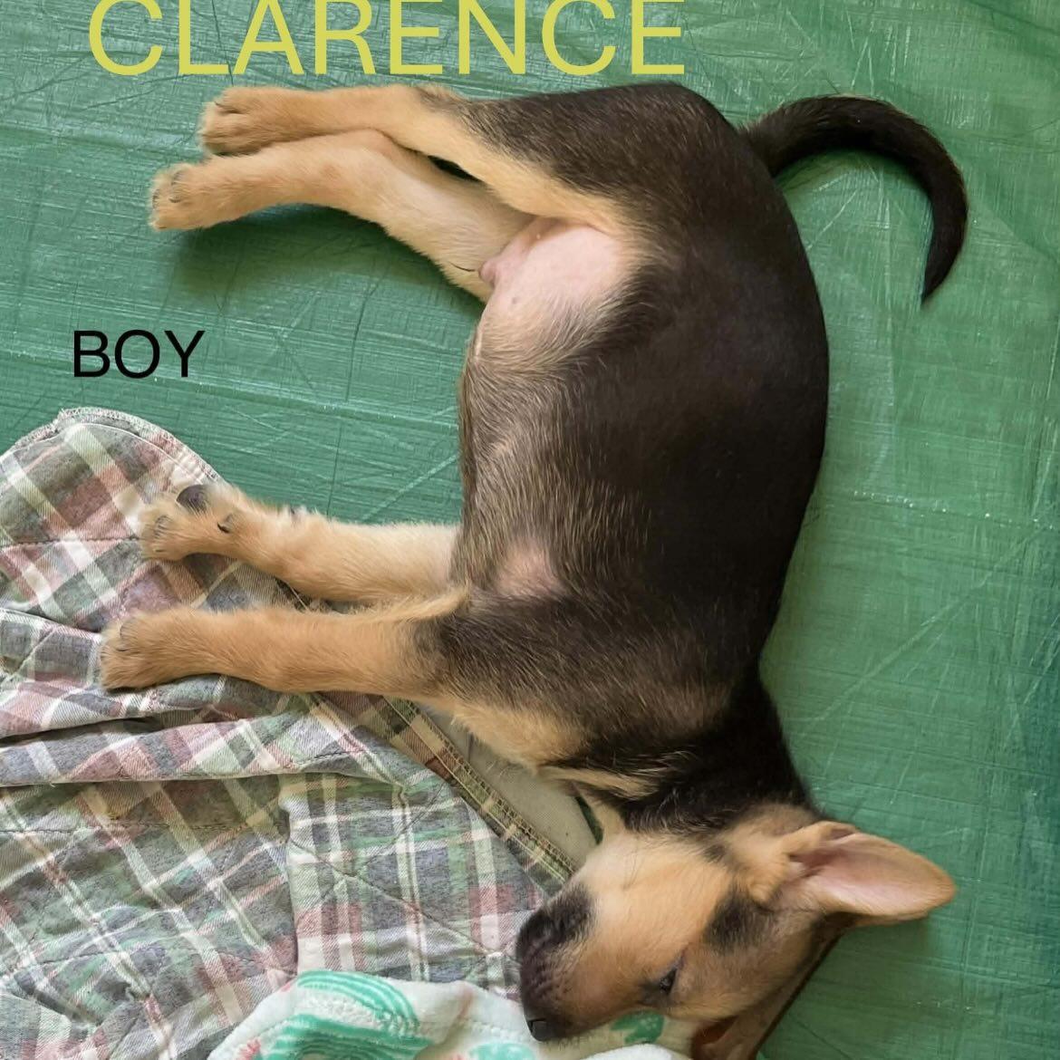 Clarence, Adoptable, Young Male German Shepherd Dog.