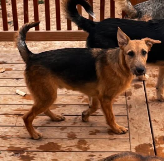 Clarence, a Adoptable German Shepherd Dog in Jerome, ID image 3/3